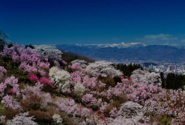 花见山