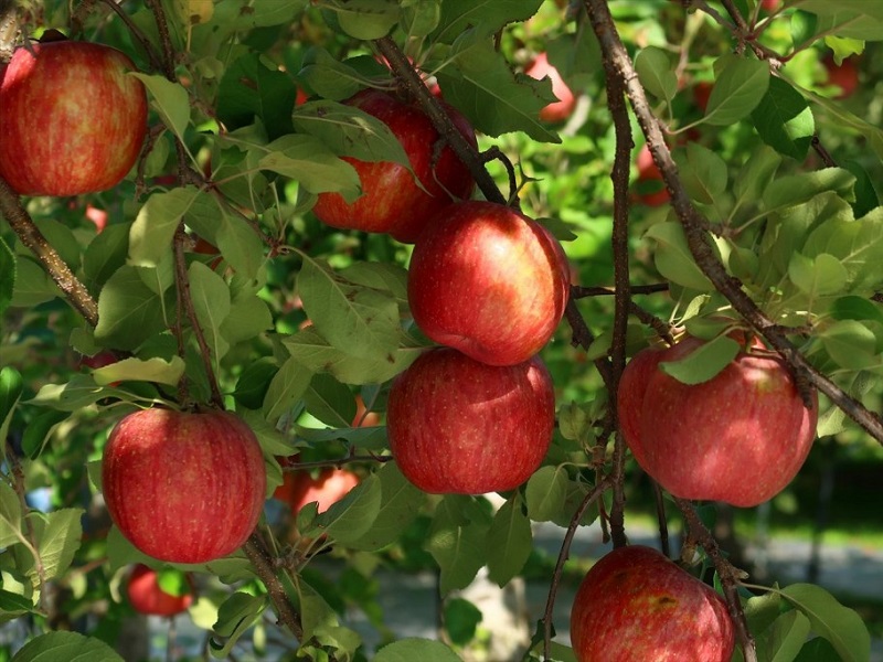 Apple Picking