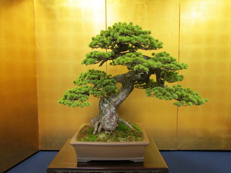 Azuma Goyomatsu Bonsai