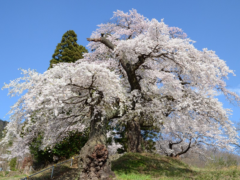 Daizoji Temple