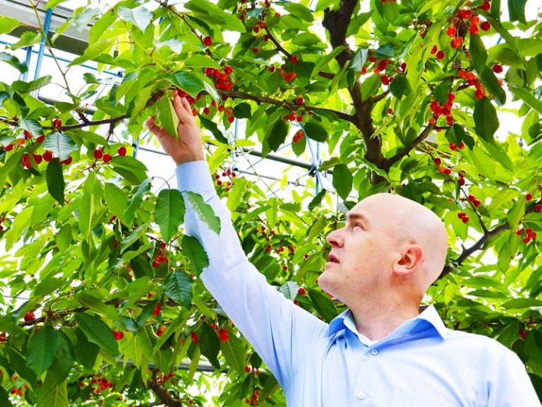 Fukushima City Fruit Picking Guide Fukushima Guide Fukushima City