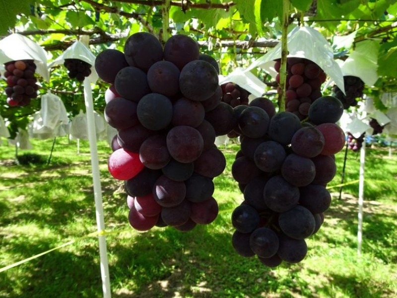 Grape Picking