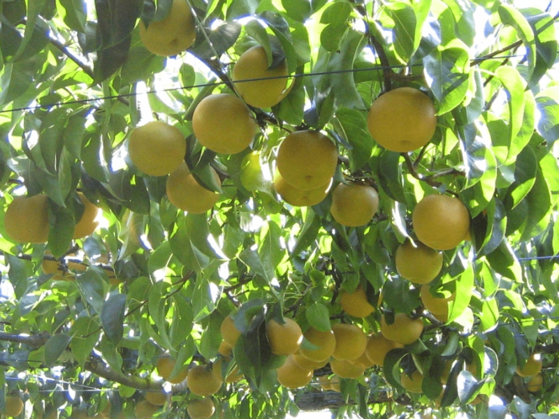 Nashi Pear Picking