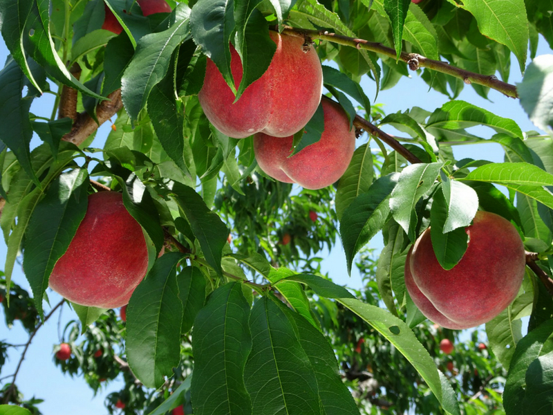 PeachPicking