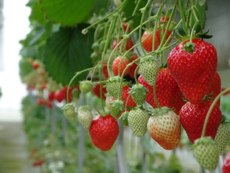 Strawberry Picking