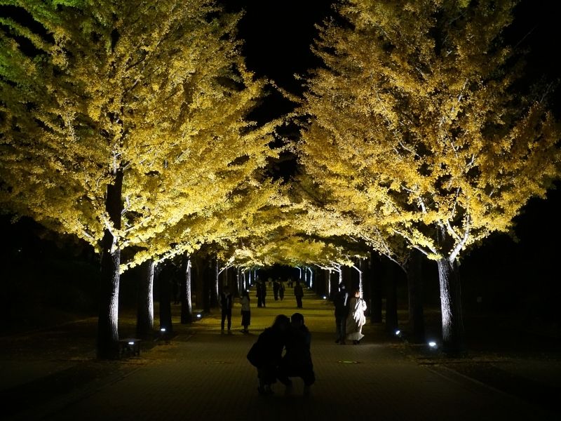 Azuma Sports Park Ginkgo Trees