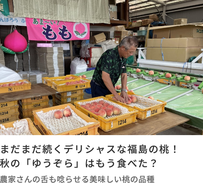 まだまだ続くデリシャスな福島の桃！秋の「ゆうぞら」はもう食べた？ 農家さんの舌も唸らせる美味しい桃の品種