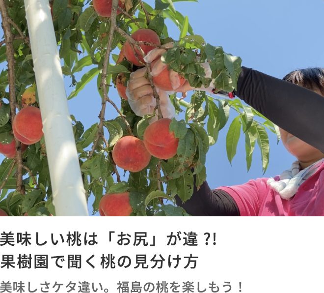 美味しい桃は「お尻」が違?!果樹園で聞く桃の見分け方 美味しさケタ違い。福島の桃を楽しもう！