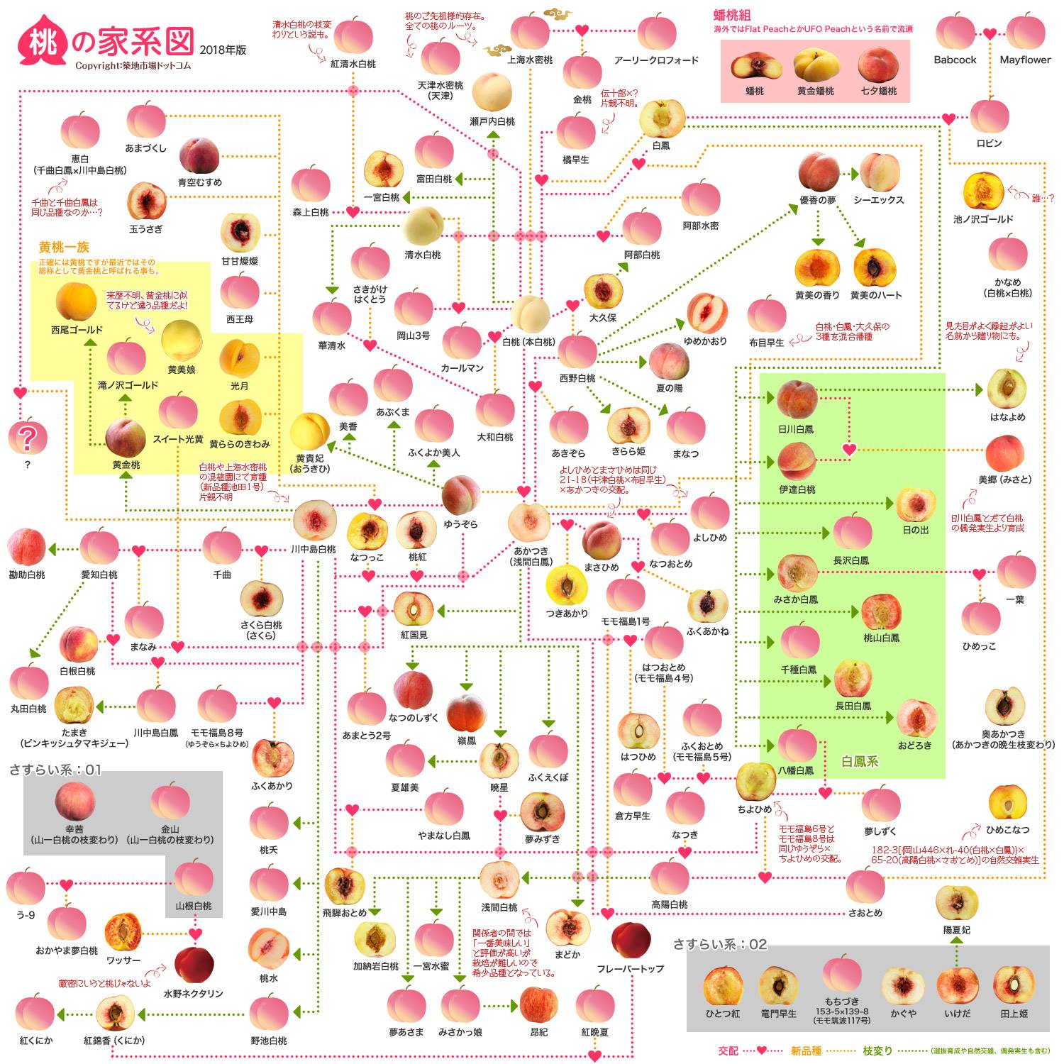 桃の家系図
