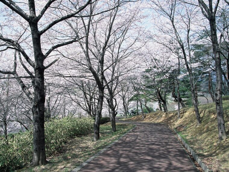 舘ノ山公園の桜