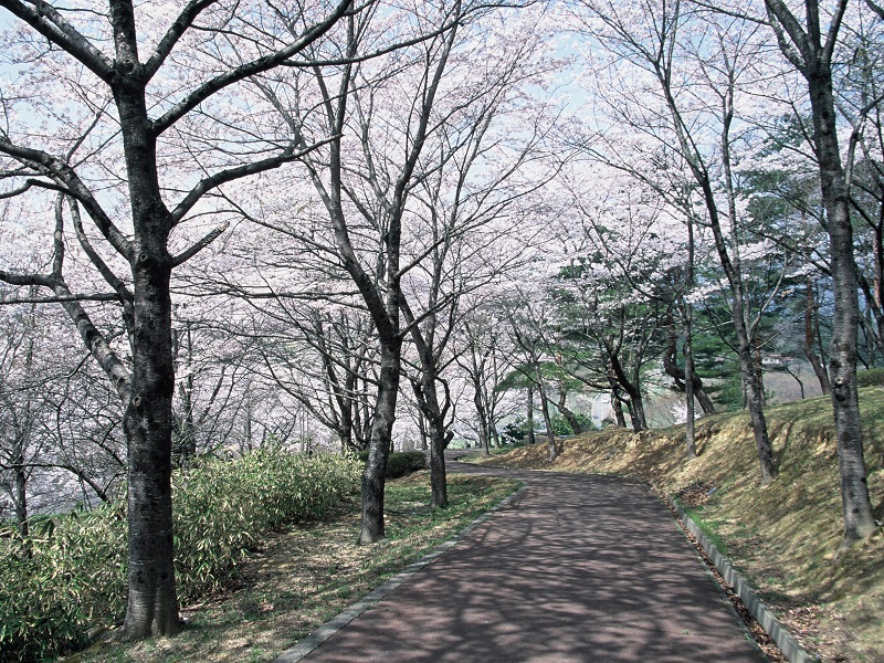 舘ノ山公園の桜