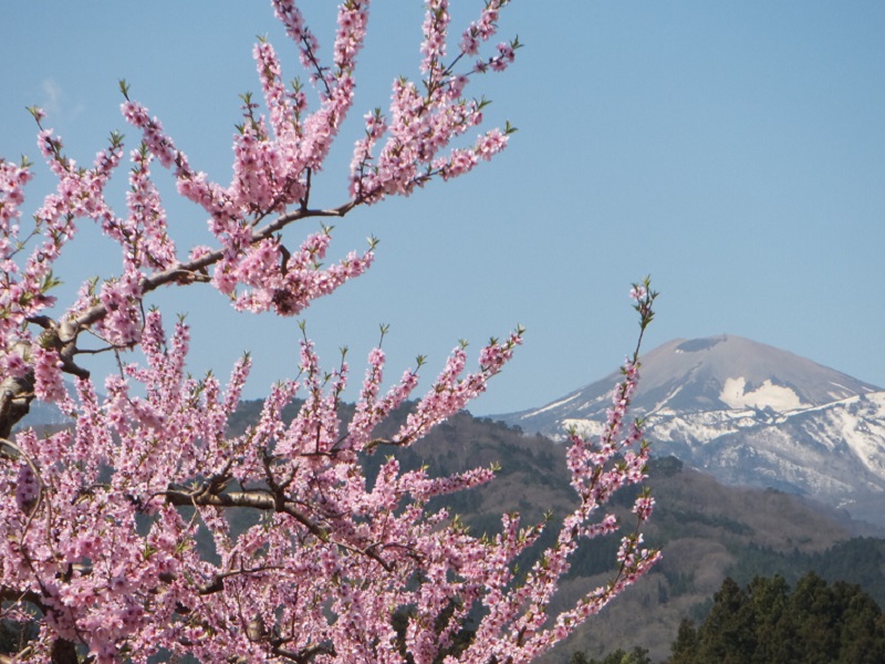 果物の花