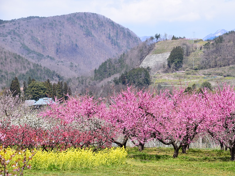 その名は「花ももの丘」福島市に新たな花の名所が！