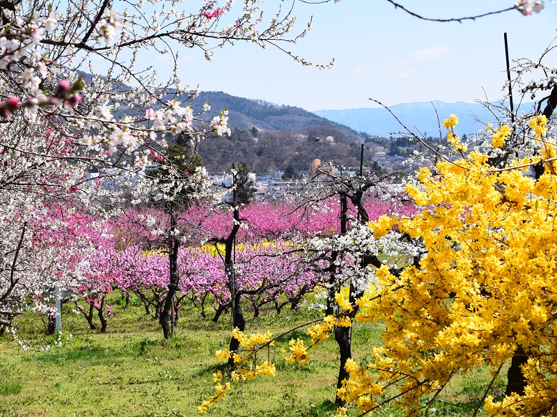 飯坂温泉　花ももの里