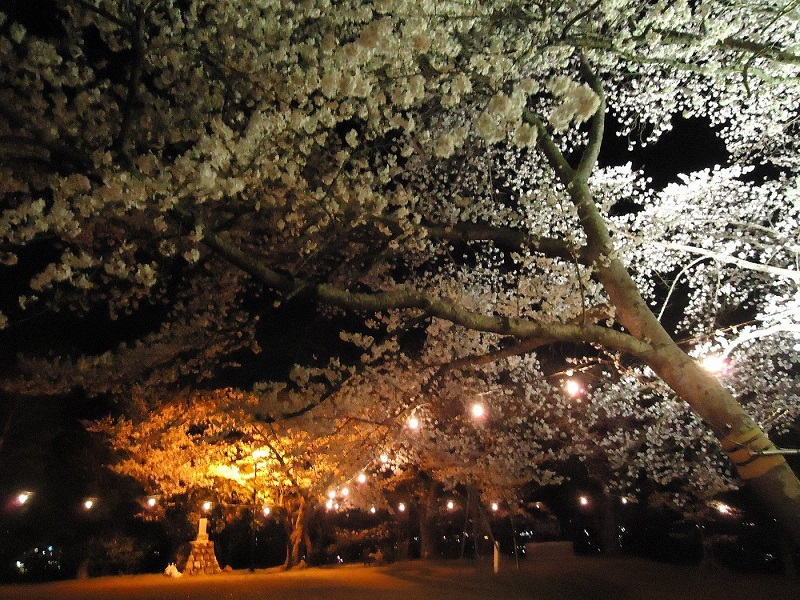 【終了】大森城山公園さくらまつり