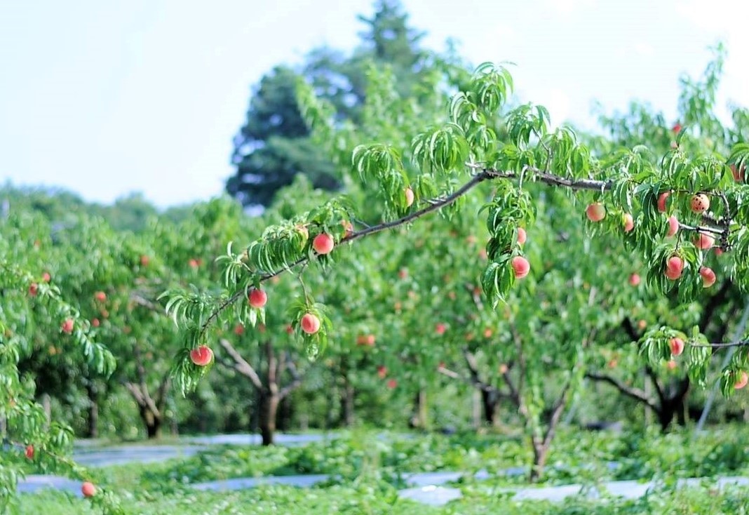 至る所で見かける果樹園