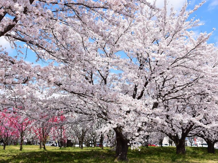 桜(乙和公園1)