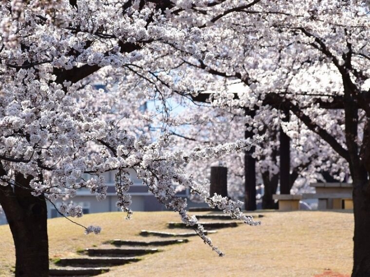 荒川桜づつみ公園