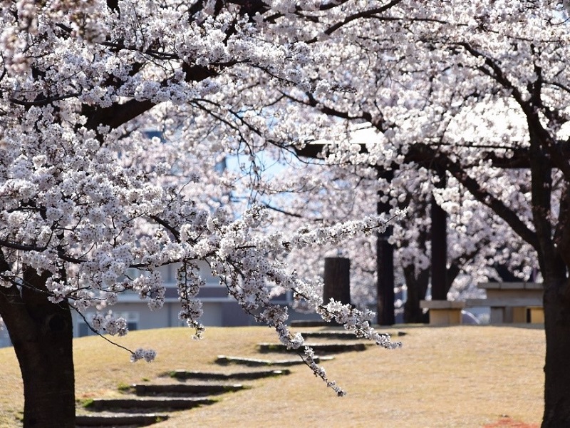 自然 花 紅葉 福島市観光ノート 福島市の観光webメディア 自然 花 紅葉 福島市観光ノート 福島市の観光webメディア