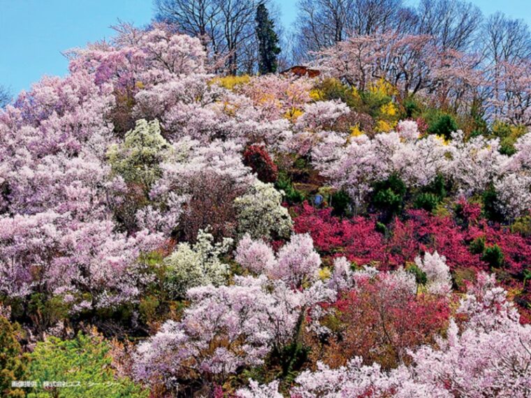 花見山公園