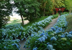 紫陽花