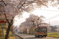 荒井の桜風景