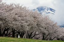 荒川桜づつみ河川公園