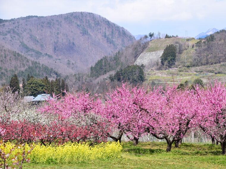 飯坂温泉　花ももの里