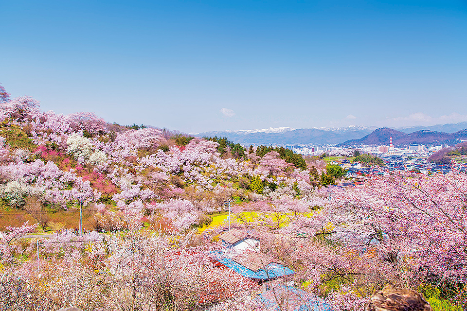 福島の桃源郷「花見山」