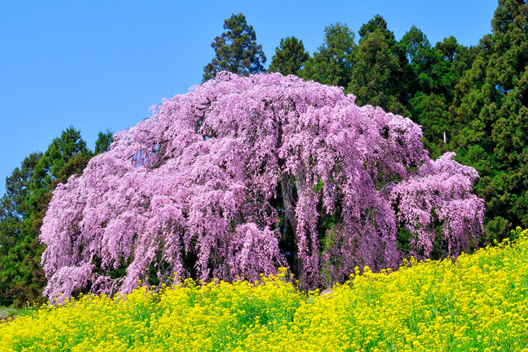 合戦場のしだれ桜