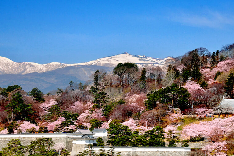 霞ヶ城公園の桜