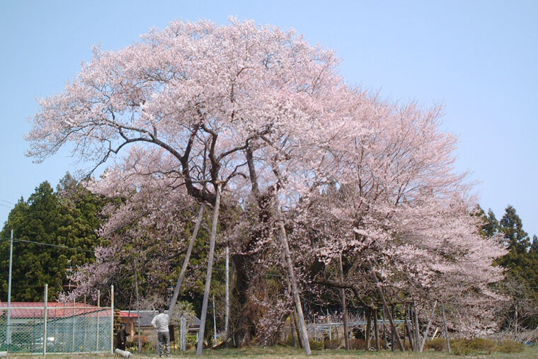 種まき桜