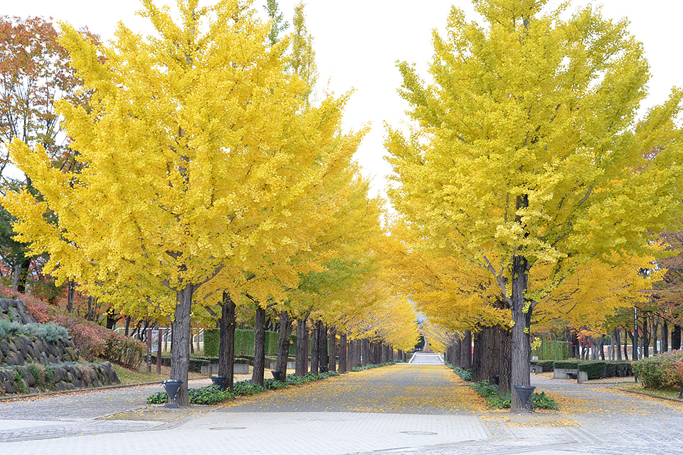 あづま総合運動公園のイチョウ並木 福島市観光ノート 福島市の観光webメディア