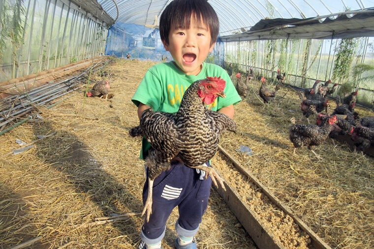 ニワトリ小屋見学&卵採り体験