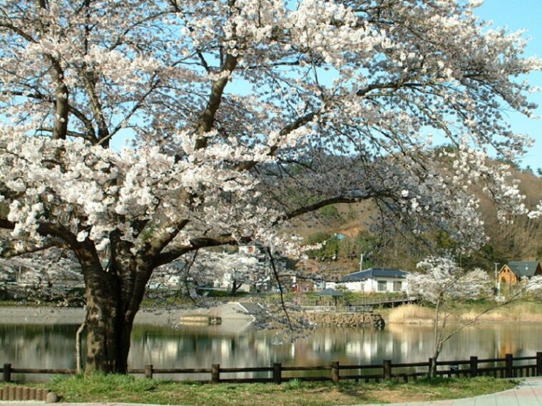 茶屋沼公園の桜