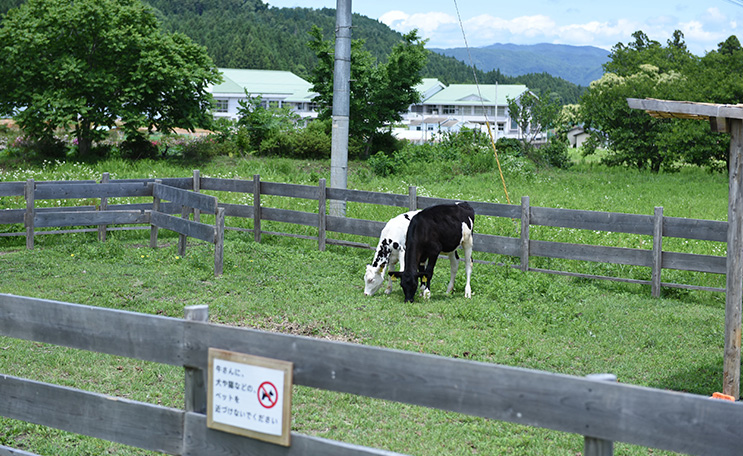 ささき牧場カフェ