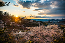 花見山