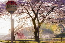 荒井の桜風景