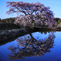 芳水の桜