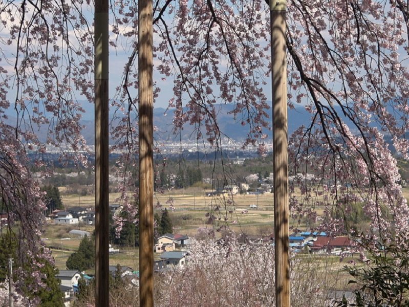 慈徳寺の種まき桜