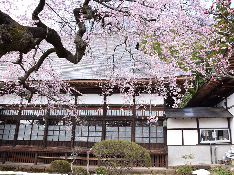 大蔵寺（大蔵寺のしだれ桜）