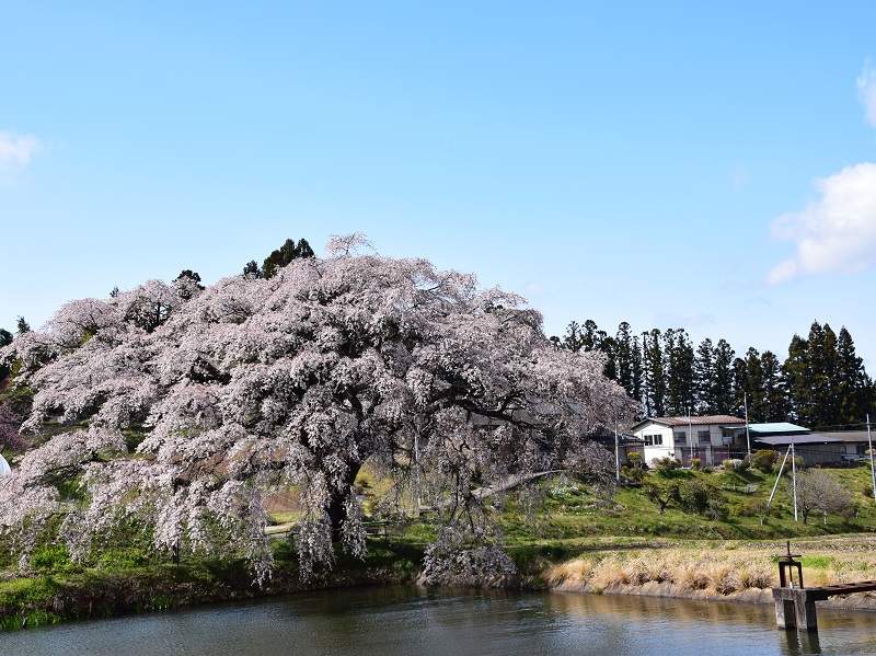 芳水の桜