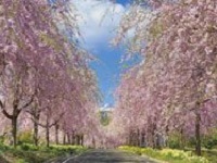 みずはら花の里deウォーキング