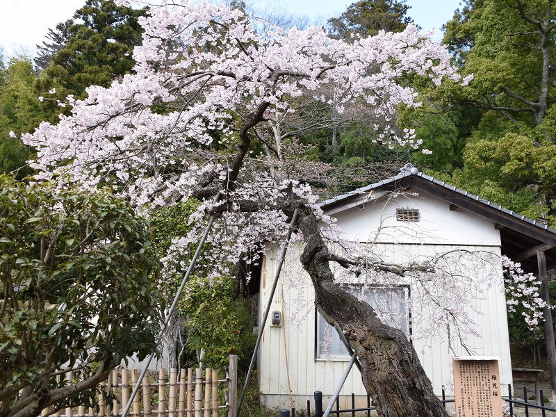 大蔵寺（大蔵寺のしだれ桜）