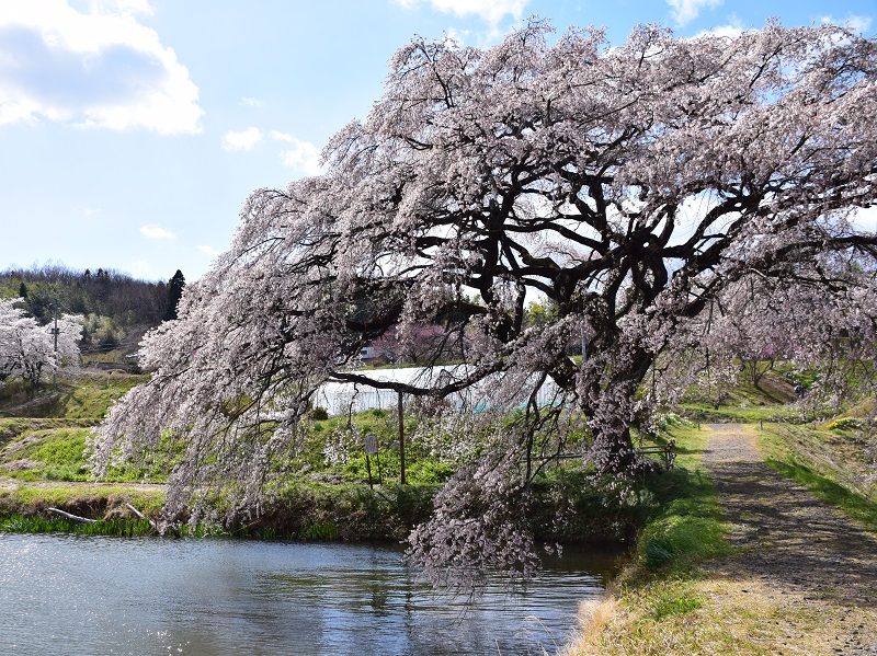 芳水の桜