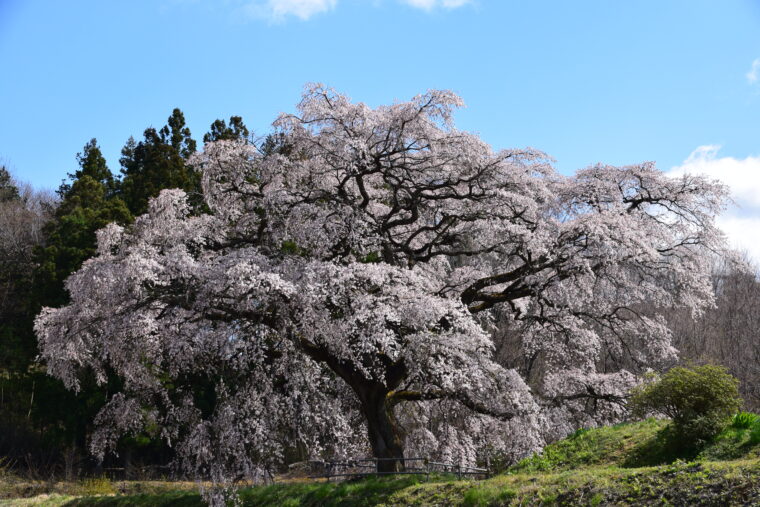 芳水の桜