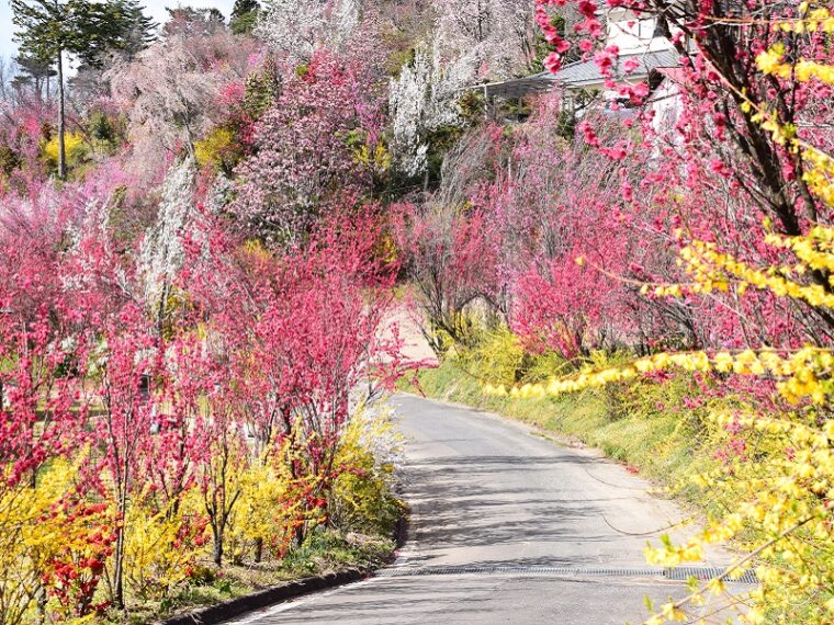 花やしき公園【4月中旬～下旬】