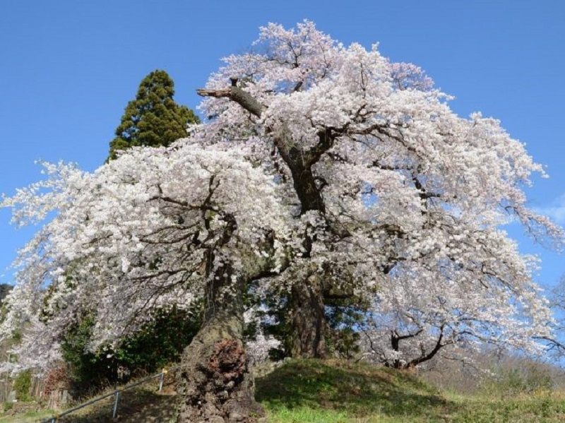 大蔵寺(大蔵寺のしだれ桜)