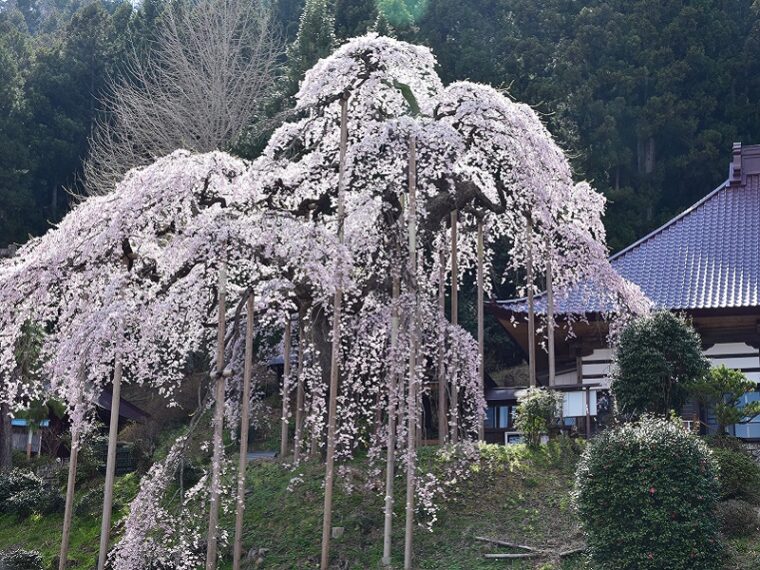 慈徳寺の種まき桜