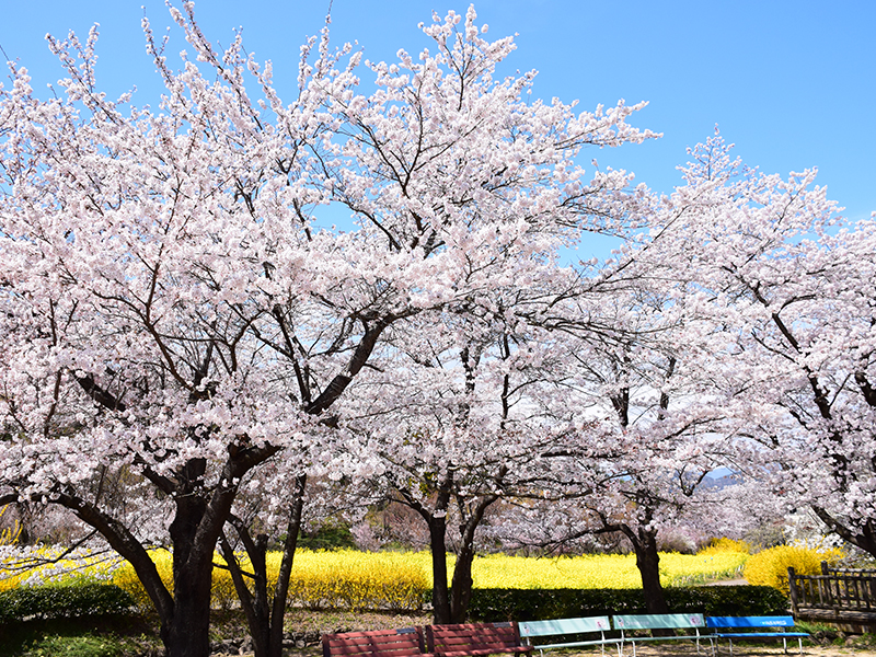 東北屈指のお花見スポット 花見山 をハイキングしてみよう 福島市観光ノート 福島市の観光webメディア 東北屈指のお花見スポット 花見山 をハイキングしてみよう 福島市観光ノート 福島市の観光webメディア